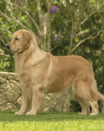 Golden Retriever Andy