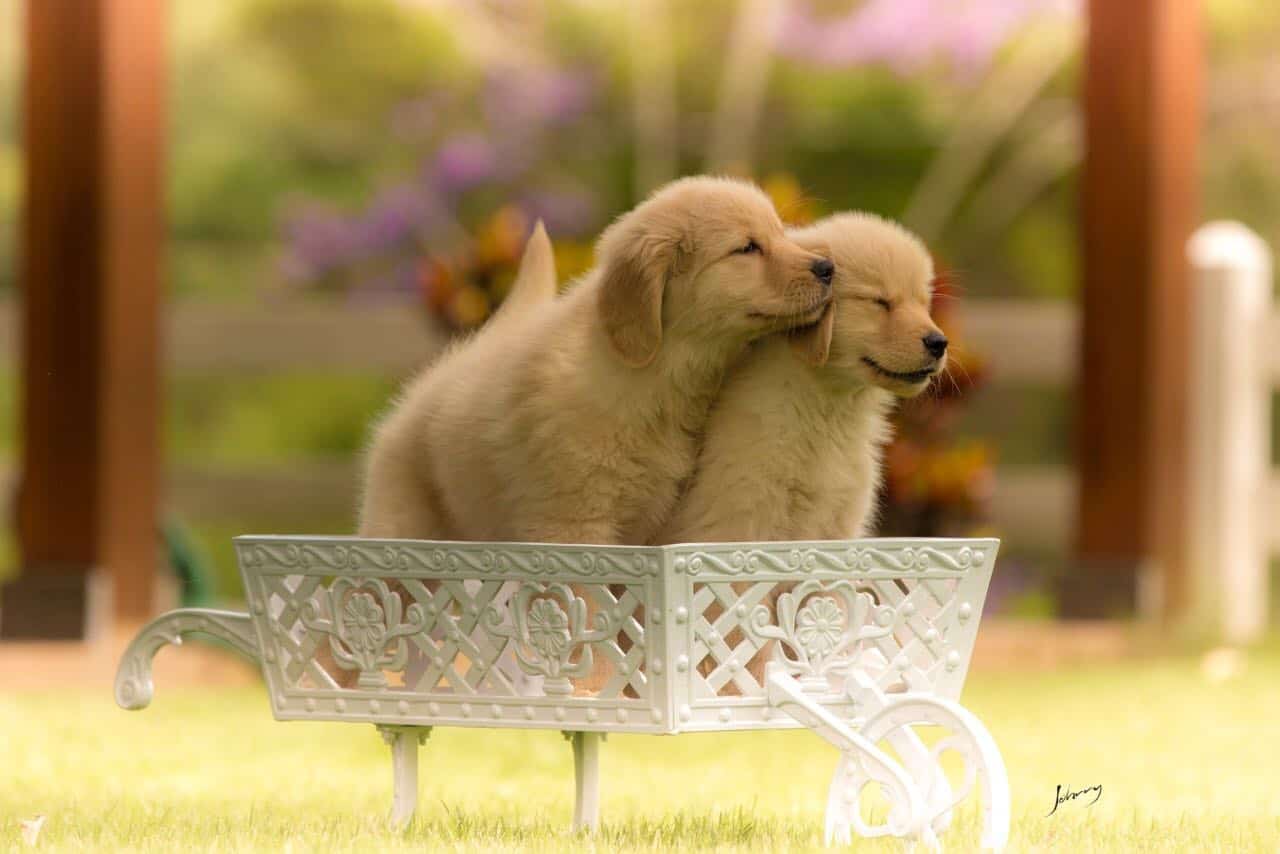 Tradução do amor! ♥️ #amor #goldenretriever #cachorro #fy